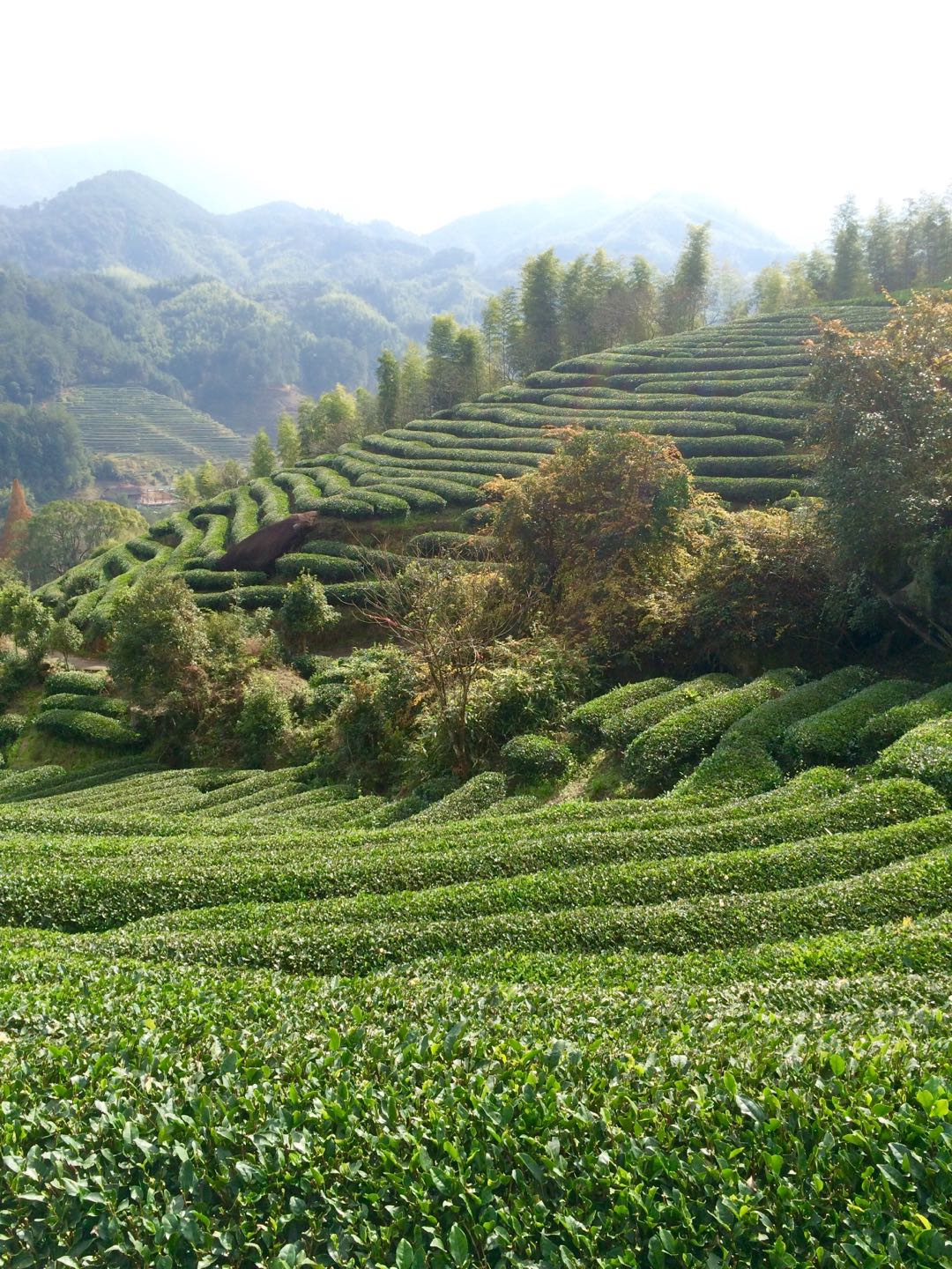 Oolong Tea - Dahongpao Wuyi Moutain Oolong Tea Rock