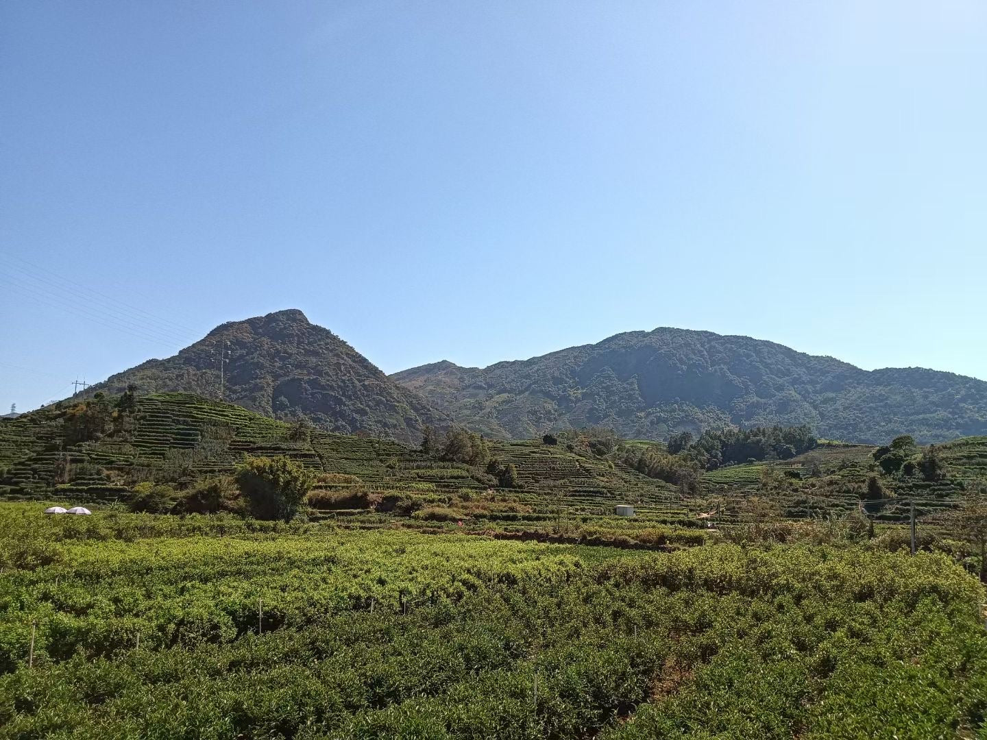 The home of premium whole-leaf phoenix Oolong tea.