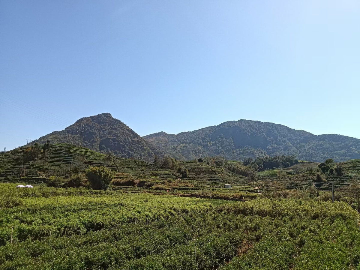 The home of premium whole-leaf phoenix Oolong tea.