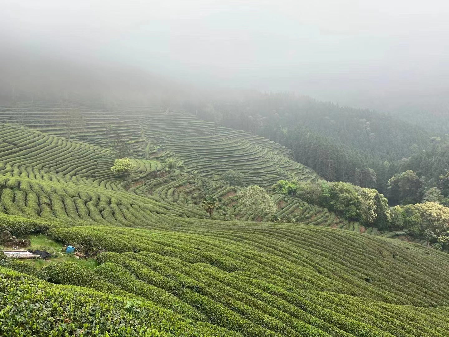 The home of blacktea lapsang souchong, Wuyi Moutain