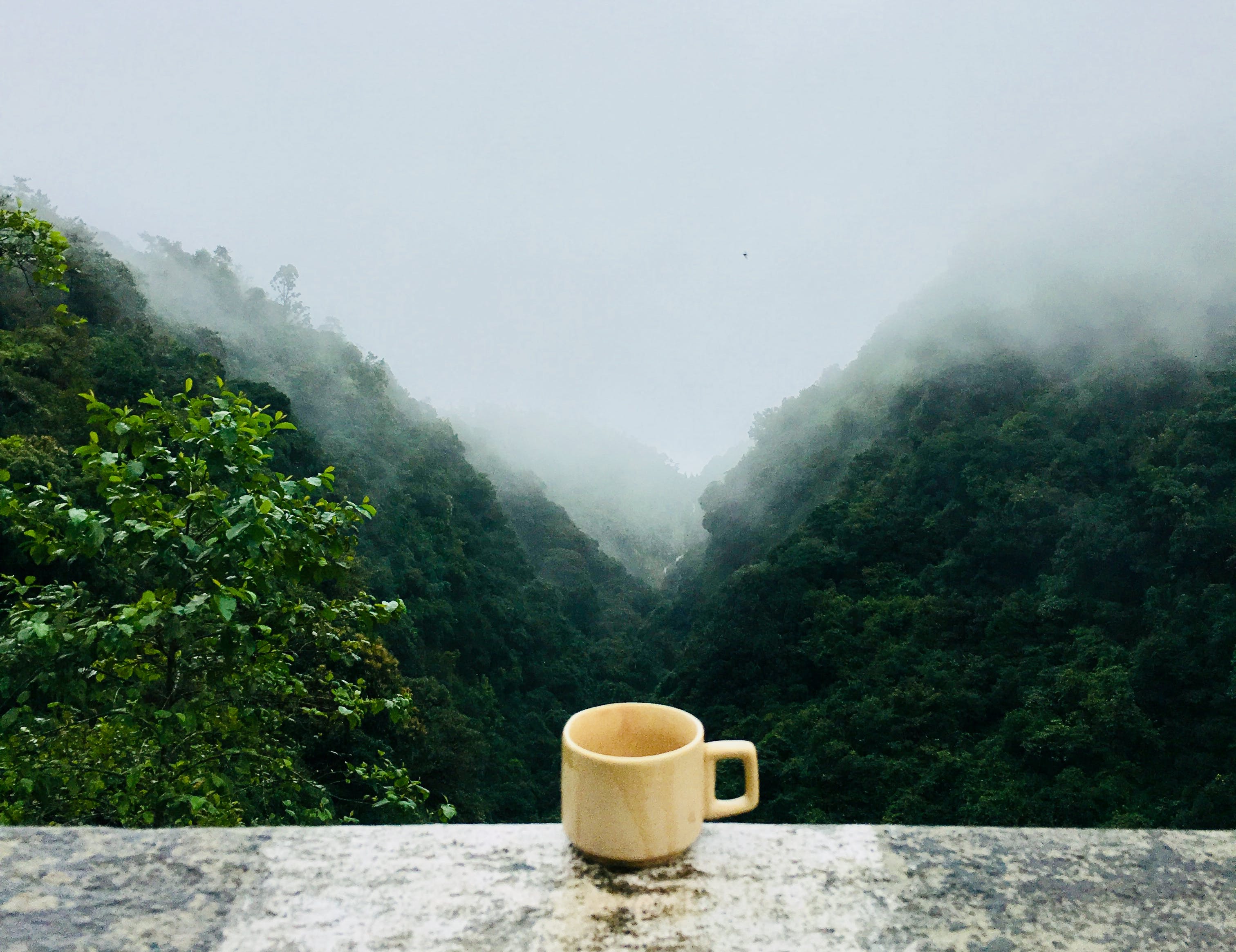 the best morning tea to start a day with calm and productive