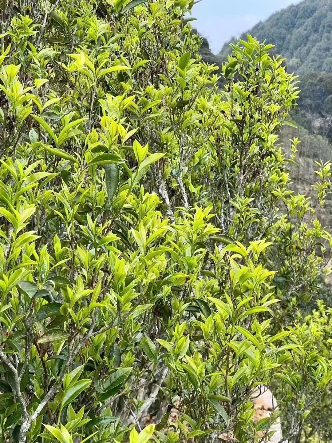 Premium Whole leaf phoenix Oolong tea plant. Honey Orchid.  Ideal for digest system and homemade bubble tea